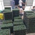 银叶金合欢种苗庭园绿化开花植物美观环境