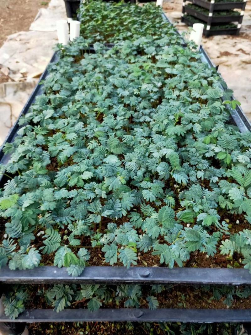 银叶金合欢种苗庭园绿化开花植物美观环境