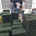 银叶金合欢种苗庭园绿化开花植物美观环境