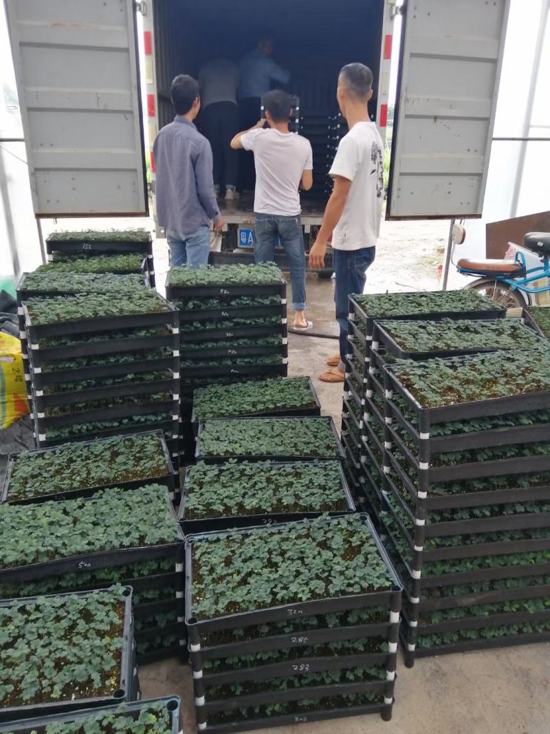 银叶金合欢种苗庭园绿化开花植物美观环境