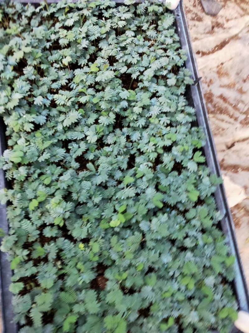 银叶金合欢种苗庭园绿化开花植物美观环境