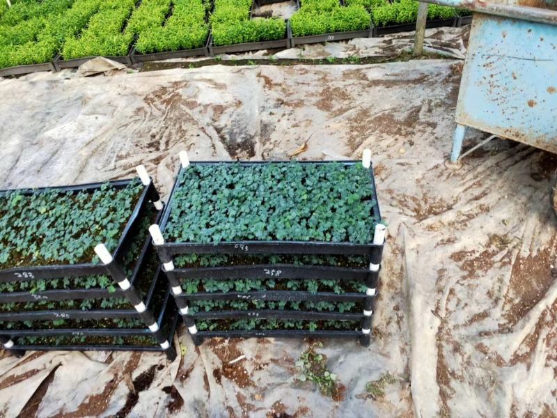 银叶金合欢种苗庭园绿化开花植物美观环境