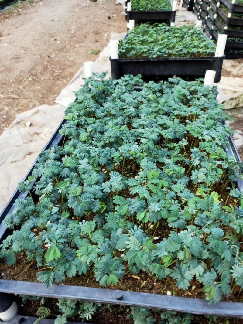 银叶金合欢种苗庭园绿化开花植物美观环境