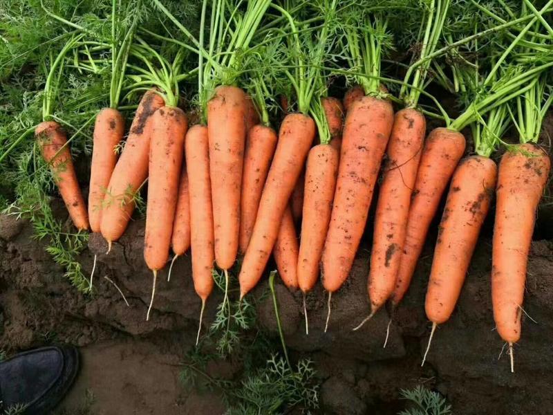 胡萝卜带苗，带土，水洗。规格齐全，代发全国。