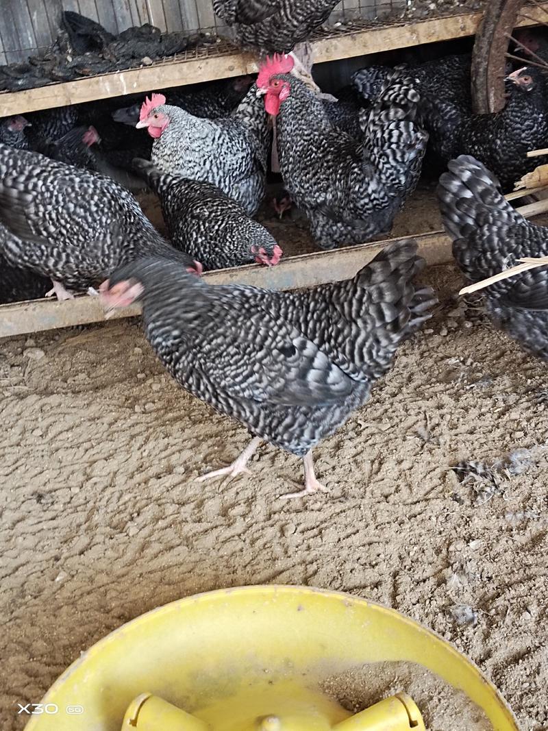 散养芦花鸡下蛋母鸡，芦花鸡种蛋，品种好，好饲养