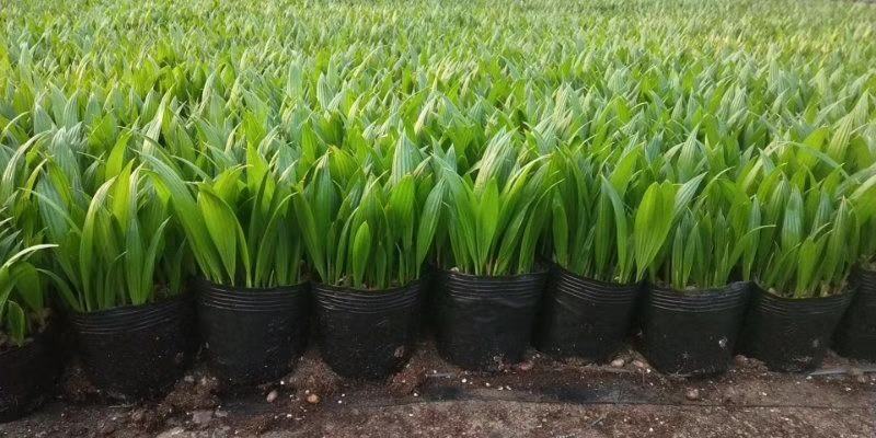 蒲葵种苗庭园观赏植物园林绿化树四季常青