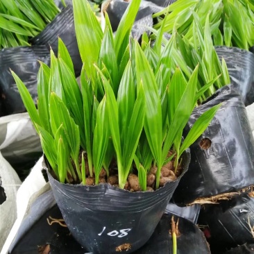 蒲葵种苗庭园观赏植物园林绿化树四季常青