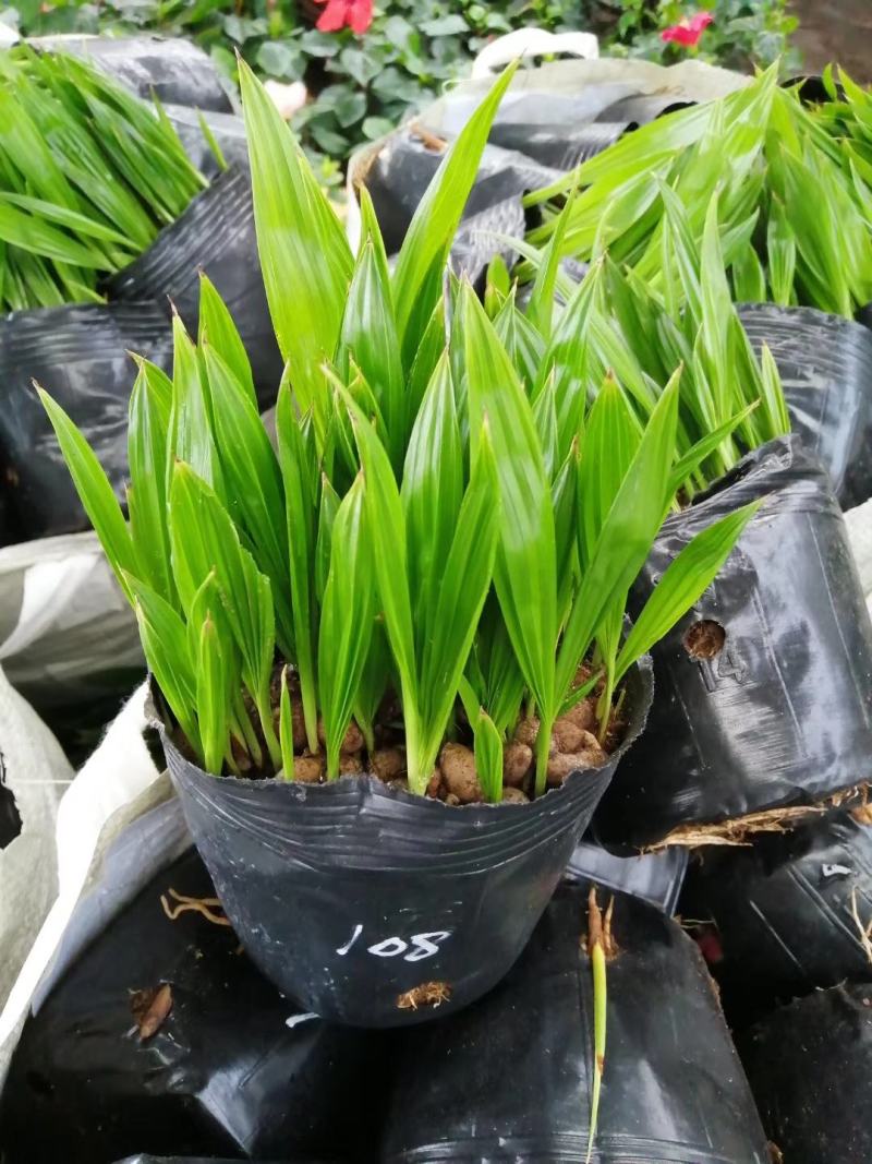 蒲葵种苗庭园观赏植物园林绿化树四季常青