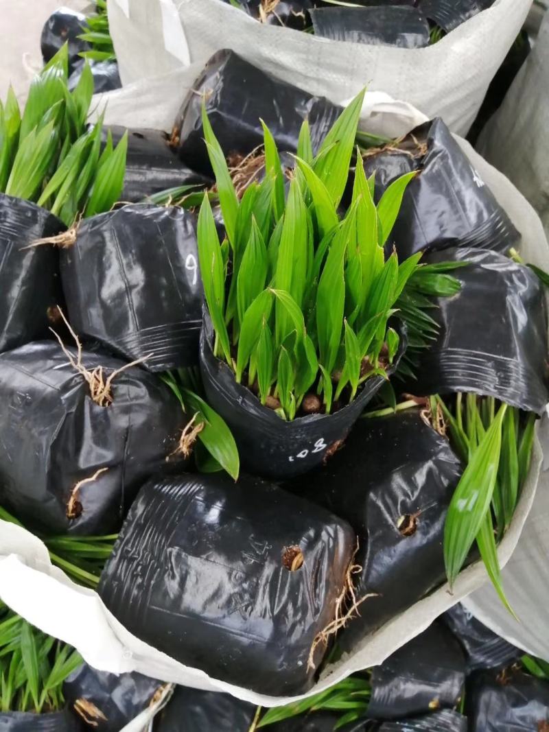 蒲葵种苗庭园观赏植物园林绿化树四季常青