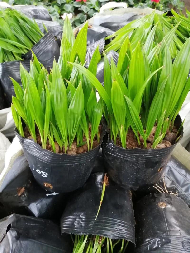 蒲葵种苗庭园观赏植物园林绿化树四季常青
