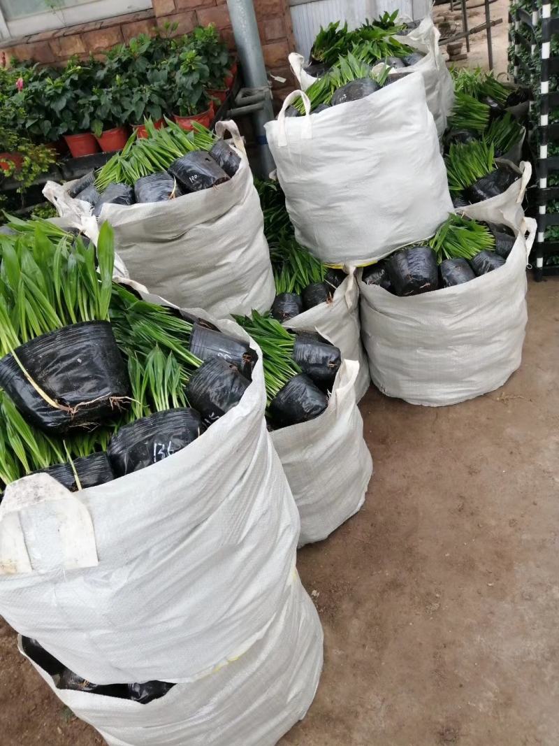 蒲葵种苗庭园观赏植物园林绿化树四季常青