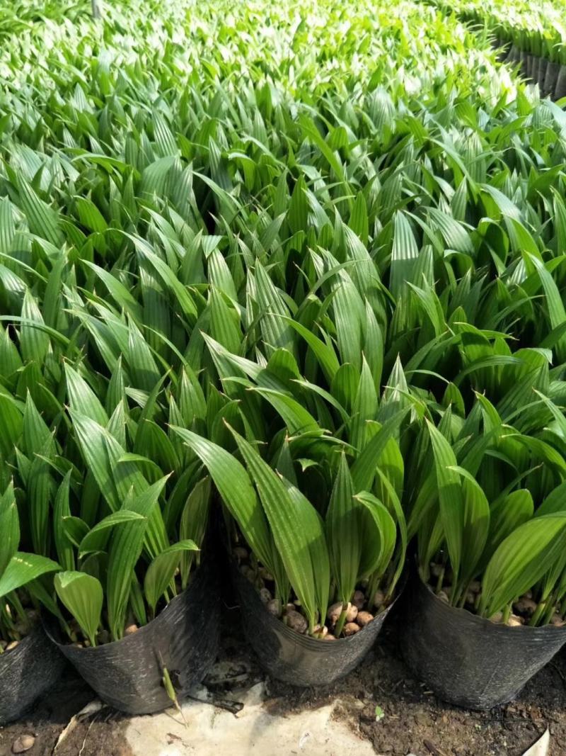 蒲葵种苗庭园观赏植物园林绿化树四季常青
