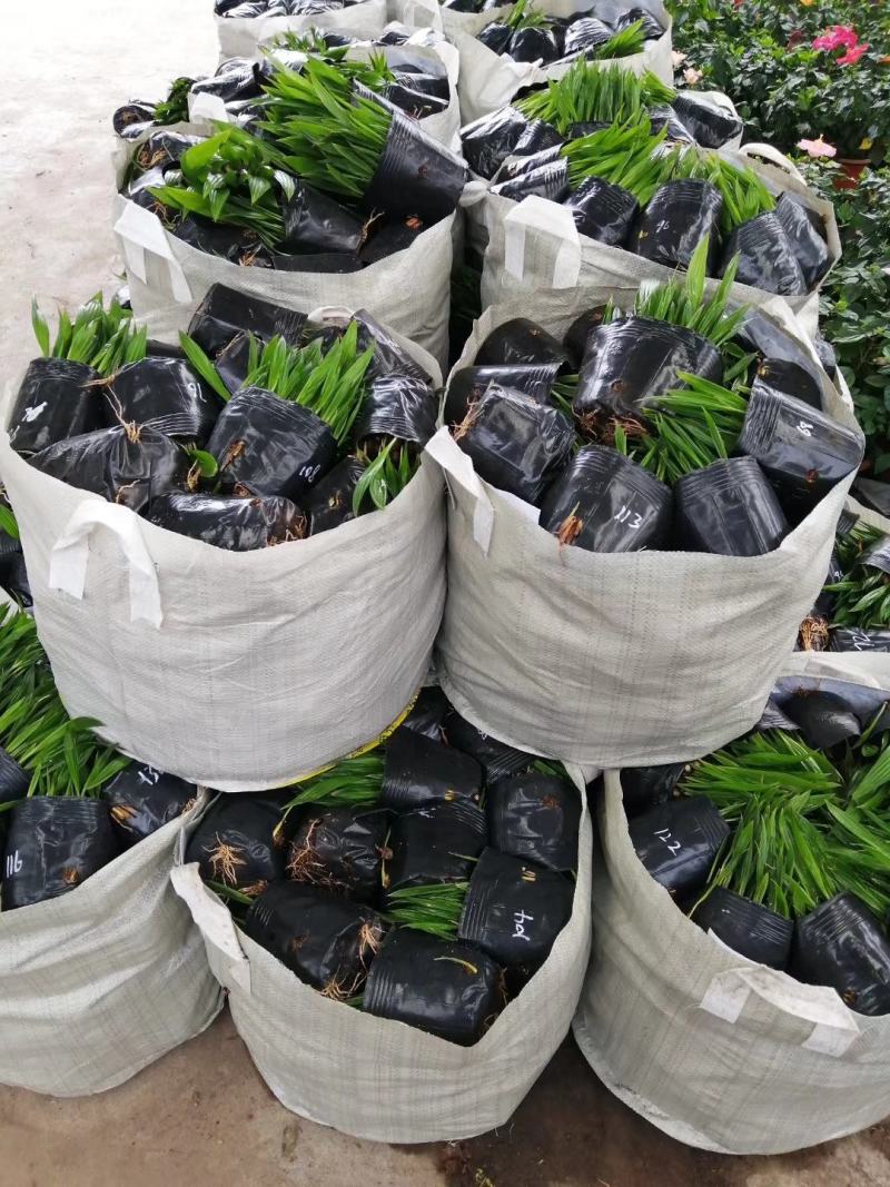 蒲葵种苗庭园观赏植物园林绿化树四季常青