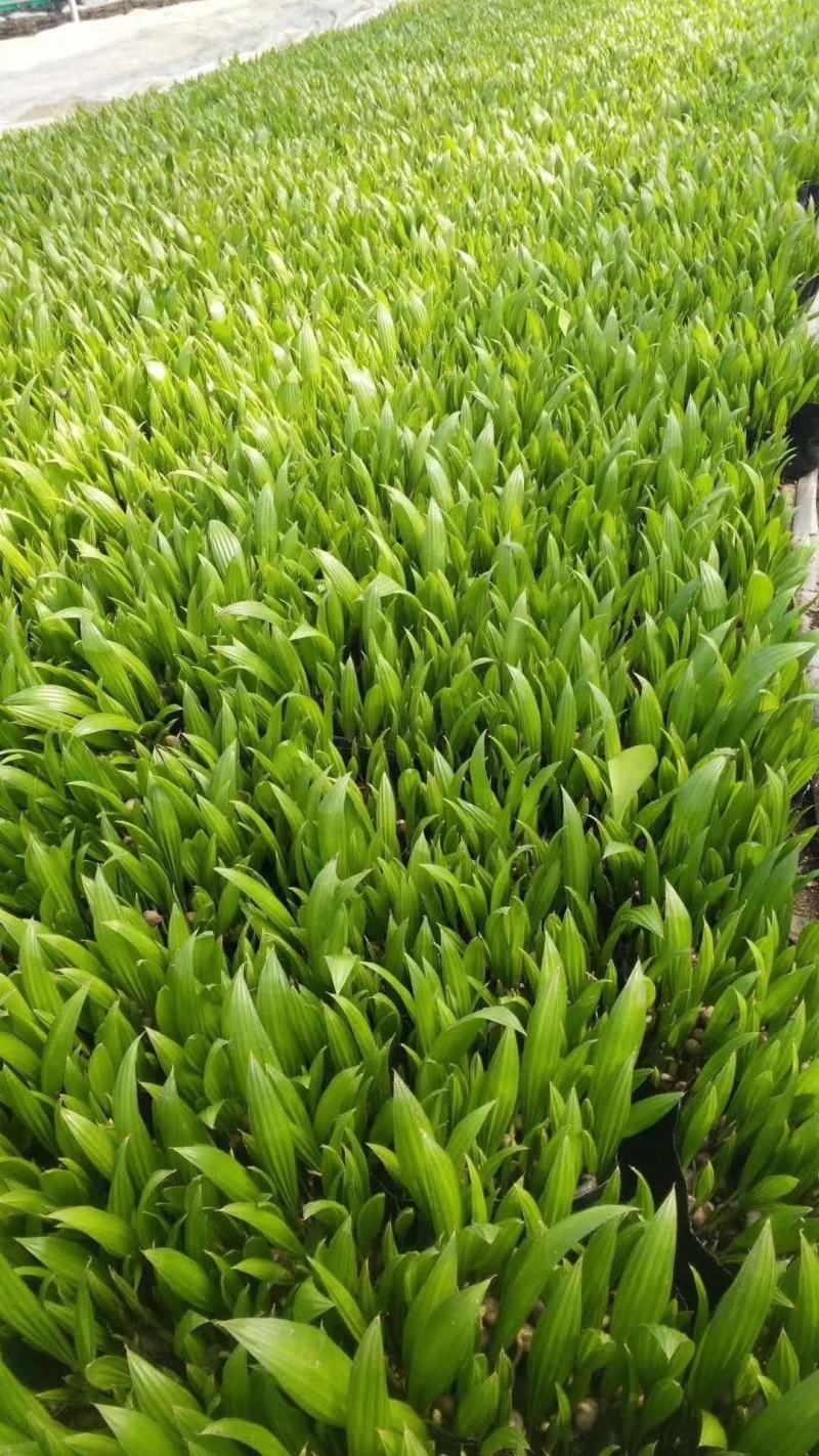 蒲葵种苗庭园观赏植物园林绿化树四季常青