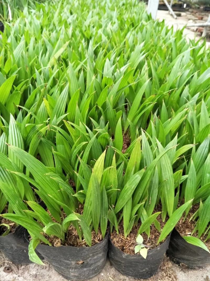蒲葵种苗庭园观赏植物园林绿化树四季常青