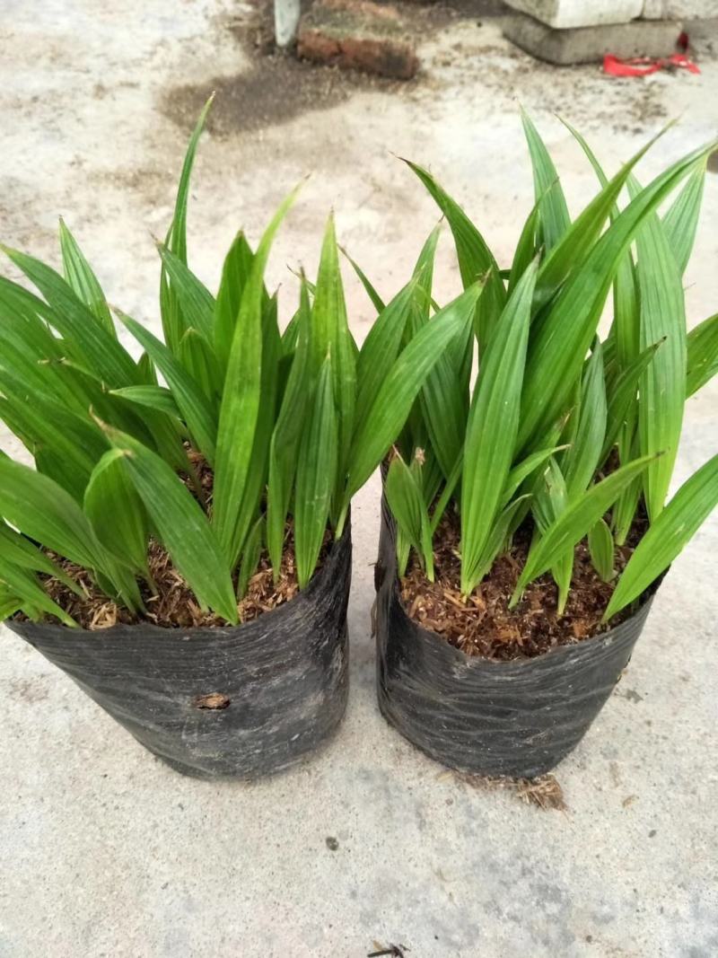 蒲葵种苗庭园观赏植物园林绿化树四季常青