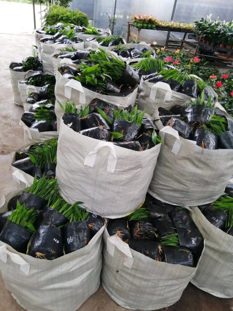 蒲葵种苗庭园观赏植物园林绿化树四季常青