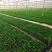 蒲葵种苗庭园观赏植物园林绿化树四季常青