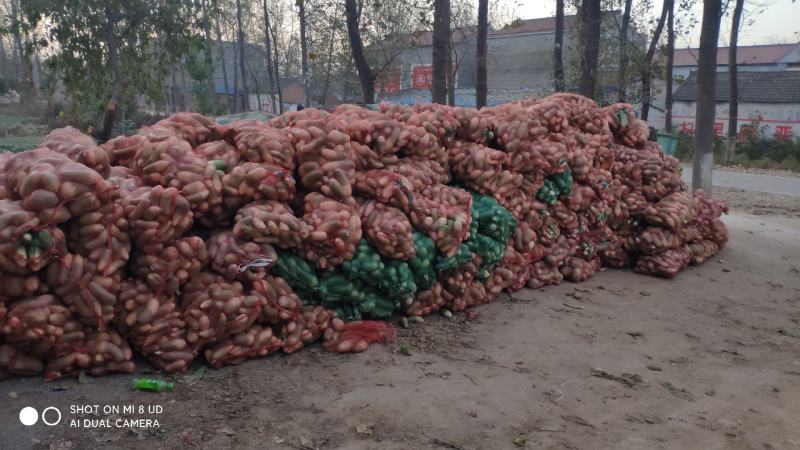 淮阳水洗青萝卜发市场入库酱菜厂大量供应