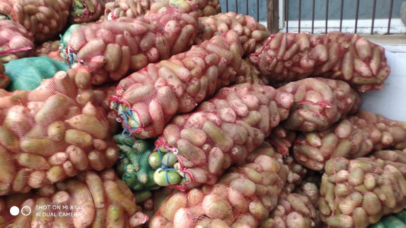 淮阳水洗青萝卜发市场入库酱菜厂大量供应