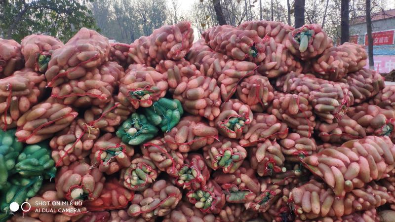 淮阳水洗青萝卜发市场入库酱菜厂大量供应