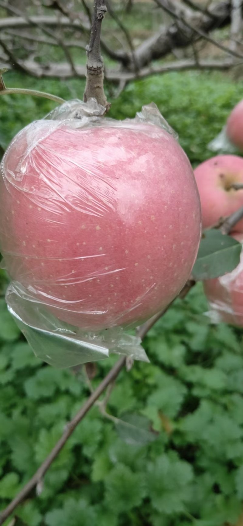 中条山冰糖心红富士苹果