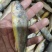 当日海捕黄花鱼鲜小黄鱼新鲜冷冻黄鱼新鲜海鲜批发小黄花鱼