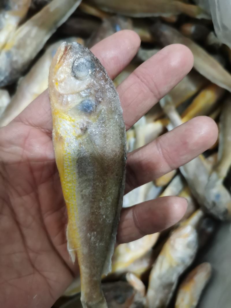 当日海捕黄花鱼鲜小黄鱼新鲜冷冻黄鱼新鲜海鲜批发小黄花鱼