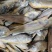 当日海捕黄花鱼鲜小黄鱼新鲜冷冻黄鱼新鲜海鲜批发小黄花鱼