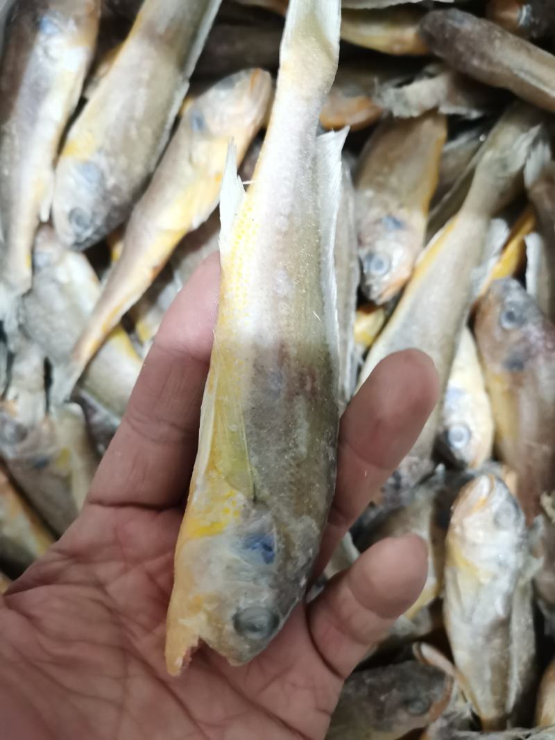 当日海捕黄花鱼鲜小黄鱼新鲜冷冻黄鱼新鲜海鲜批发小黄花鱼