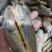 当日海捕黄花鱼鲜小黄鱼新鲜冷冻黄鱼新鲜海鲜批发小黄花鱼