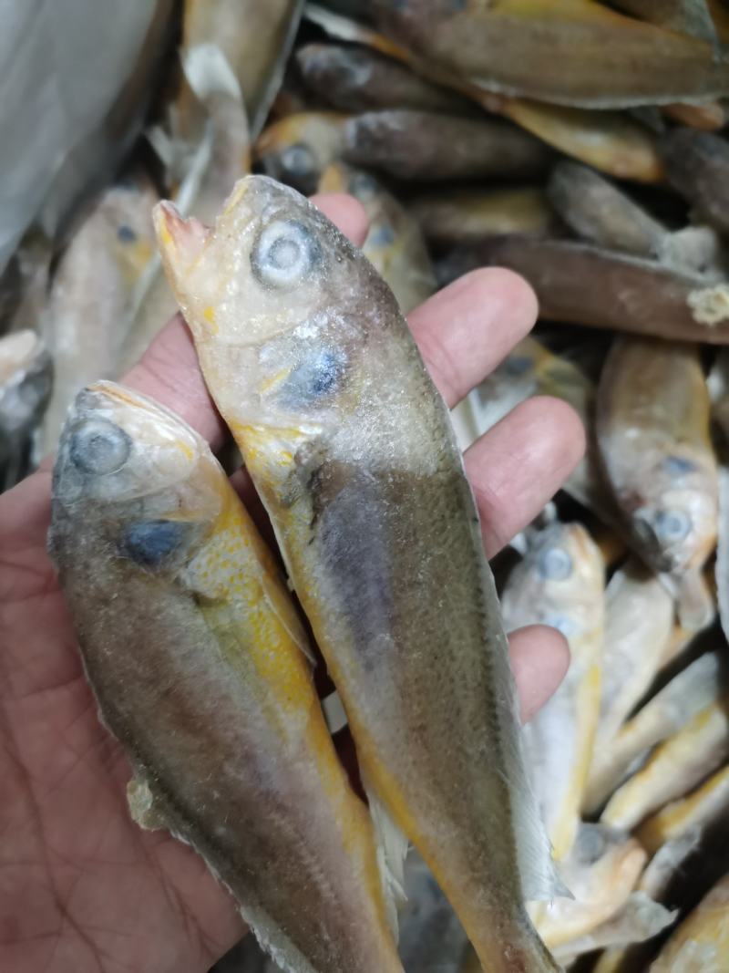 当日海捕黄花鱼鲜小黄鱼新鲜冷冻黄鱼新鲜海鲜批发小黄花鱼
