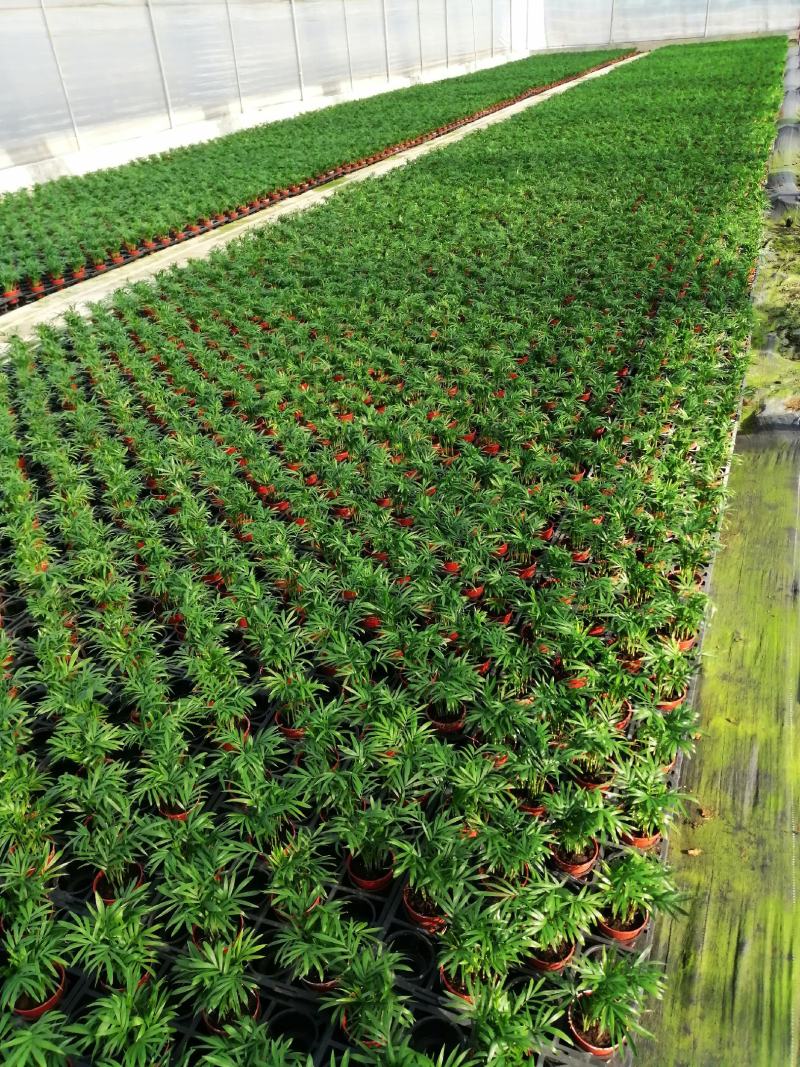泰国樱花苗花旗木袋苗庭园盆栽绿化树花大而美丽