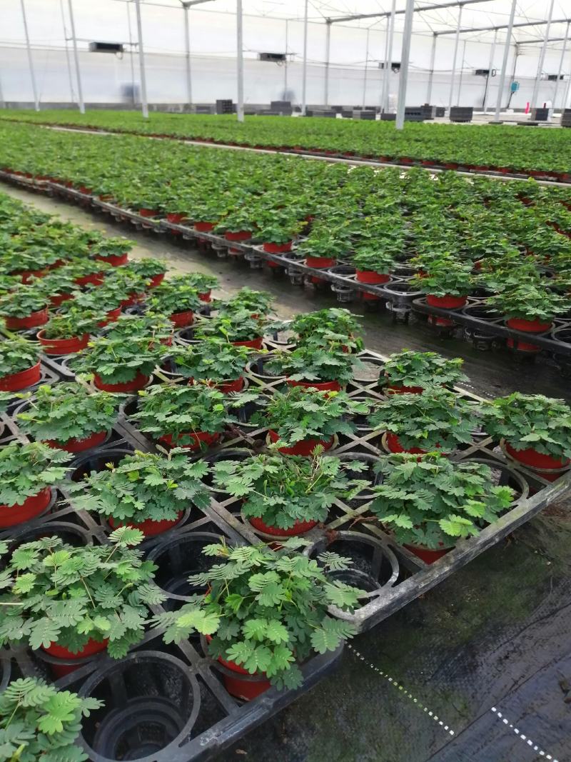 泰国樱花苗花旗木袋苗庭园盆栽绿化树花大而美丽