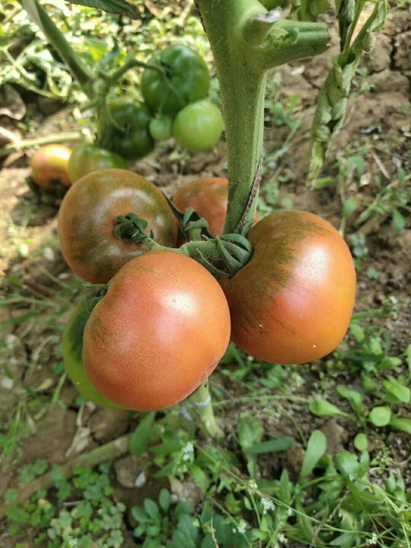 铁皮西红柿苗草莓西红柿苗口感番茄抗病毒带绿肩西红柿苗