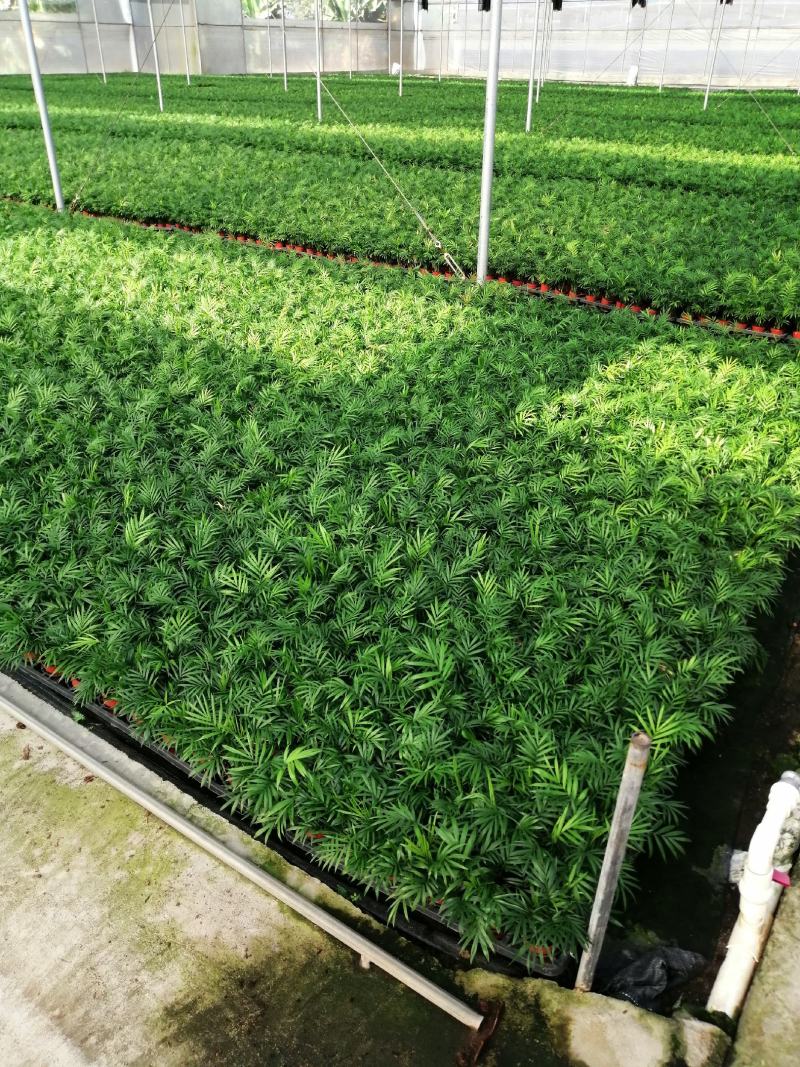 基地供应四季嘉宝果树苗当年结果欢迎来苗场看货