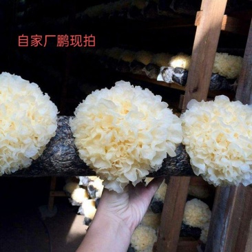 食用菌榜首银耳银耳花干小雪耳银耳莲子羹新鲜白木耳非常好的货