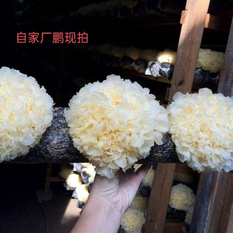 食用菌榜首银耳银耳花干小雪耳银耳莲子羹新鲜白木耳非常好的货