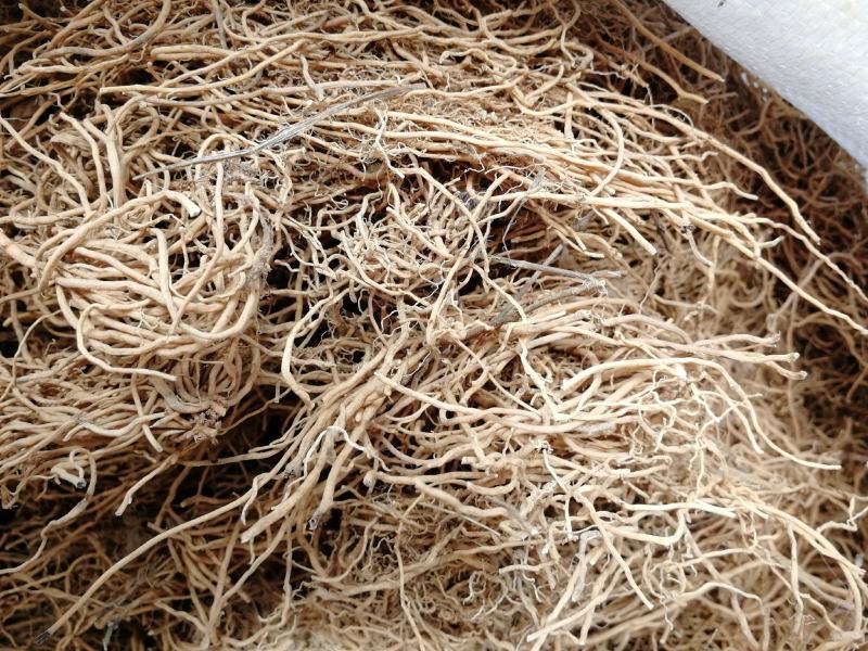 供应水洗白薇，白薇是我们产区的新品种纯干含量高