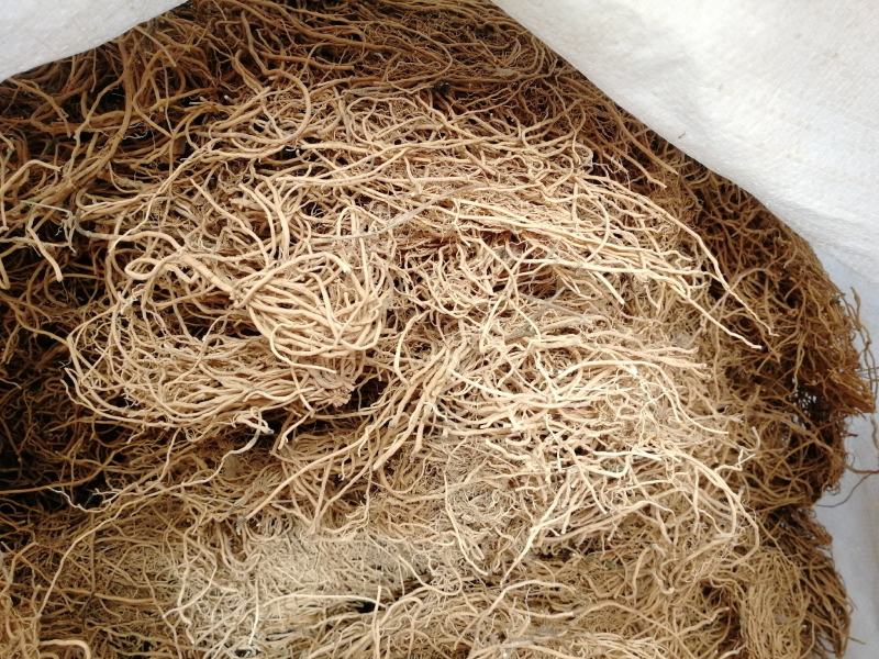 供应水洗白薇，白薇是我们产区的新品种纯干含量高