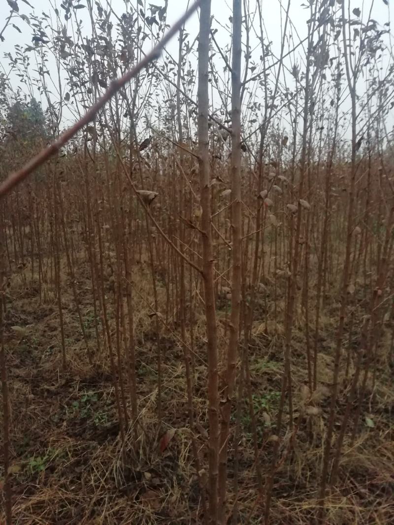 【李子苗】李子树苗大红袍李子诚信经营品种齐全欢迎咨询