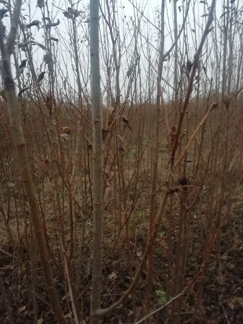 【李子苗】李子树苗大红袍李子诚信经营品种齐全欢迎咨询