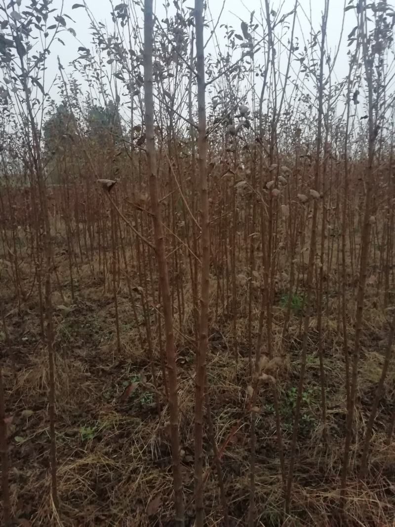 【李子苗】李子树苗大红袍李子诚信经营品种齐全欢迎咨询