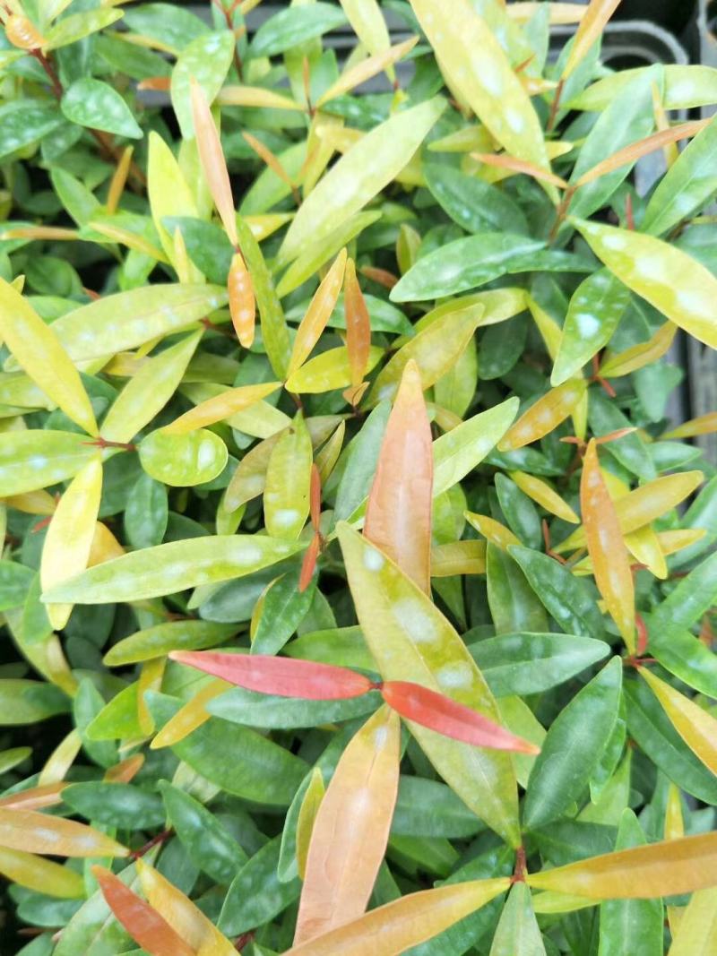 红车小苗南方彩叶植物庭园绿化树四季常青