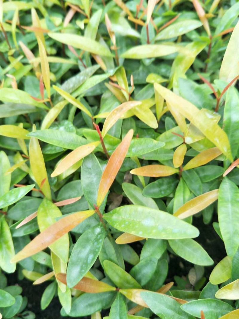红车小苗南方彩叶植物庭园绿化树四季常青