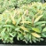红车小苗南方彩叶植物庭园绿化树四季常青