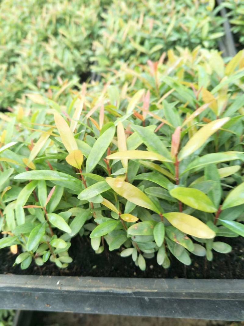 红车小苗南方彩叶植物庭园绿化树四季常青