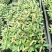 红车小苗南方彩叶植物庭园绿化树四季常青