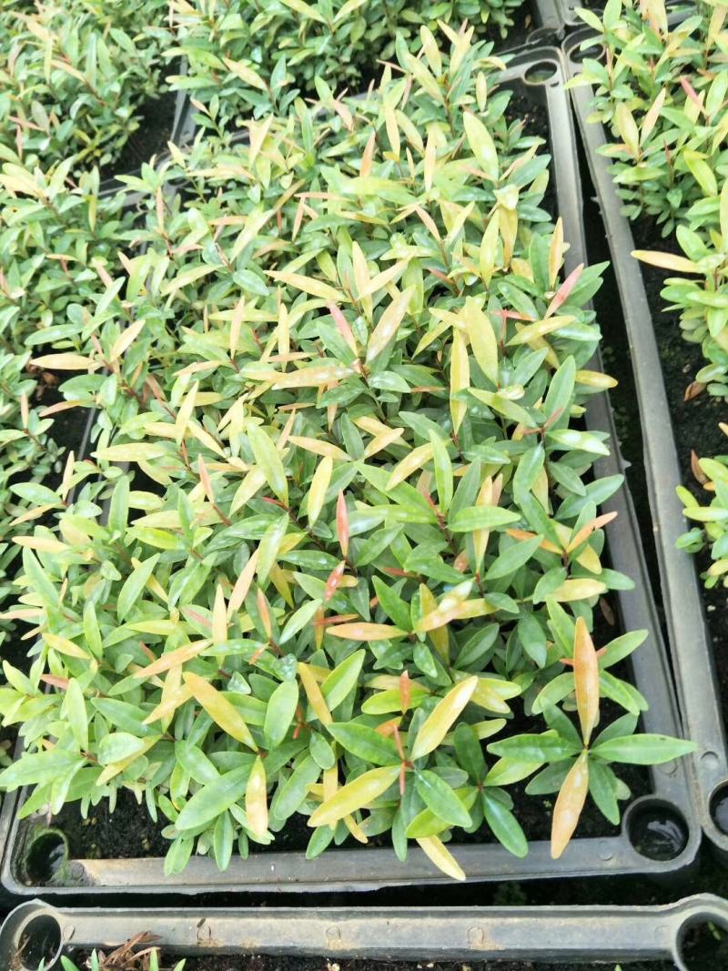 红车小苗南方彩叶植物庭园绿化树四季常青