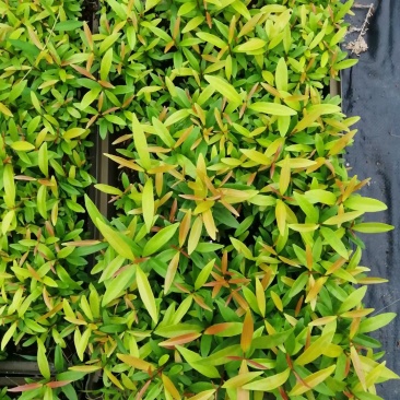 红车小苗南方彩叶植物庭园绿化树四季常青